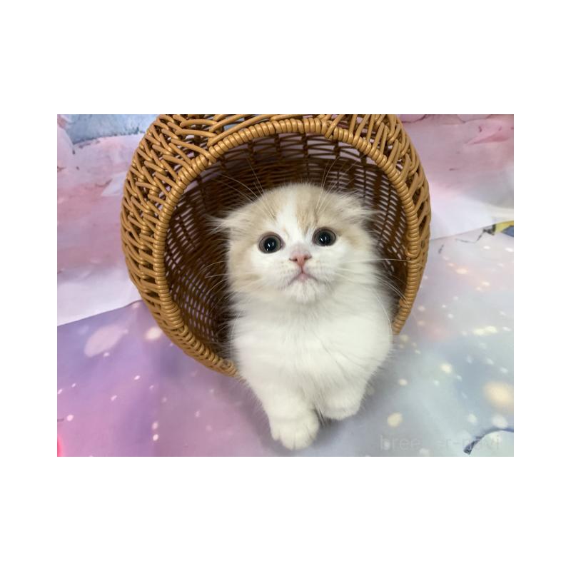 販売中の大阪府のスコティッシュフォールド(折れ耳)-131248の5枚目