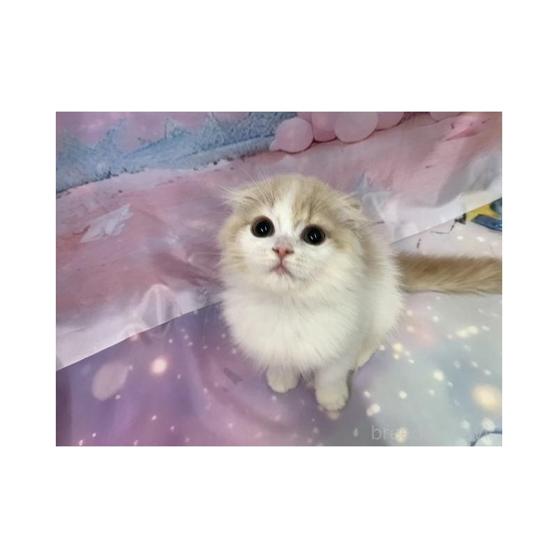 販売中の大阪府のスコティッシュフォールド(折れ耳)-131248の6枚目