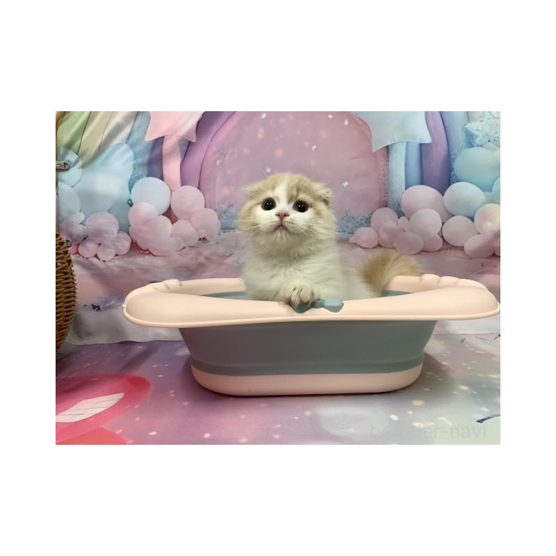 販売中の大阪府のスコティッシュフォールド(折れ耳)-131248の4枚目