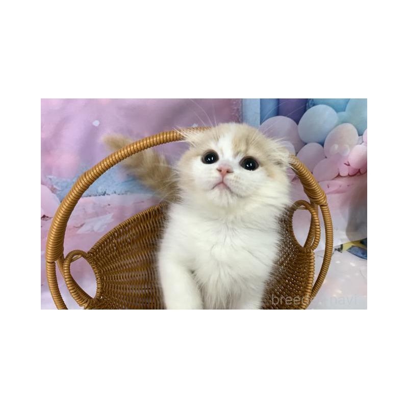 販売中の大阪府のスコティッシュフォールド(折れ耳)-131248の3枚目