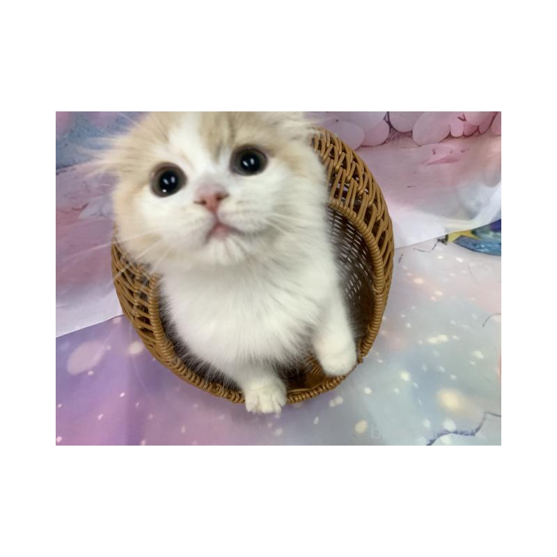 販売中の大阪府のスコティッシュフォールド(折れ耳)-131248の2枚目