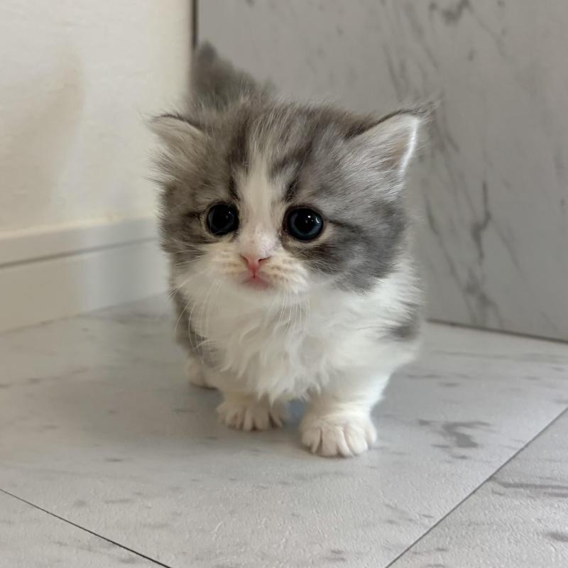 販売中の愛知県のミヌエット(短足)-131249の1枚目