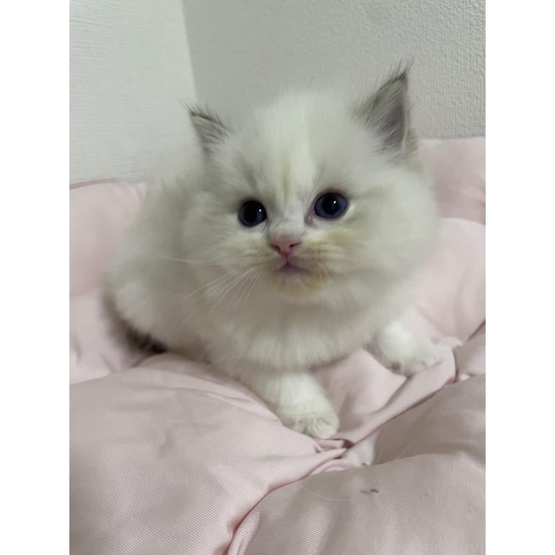 成約済の千葉県のラグドール-131124の7枚目