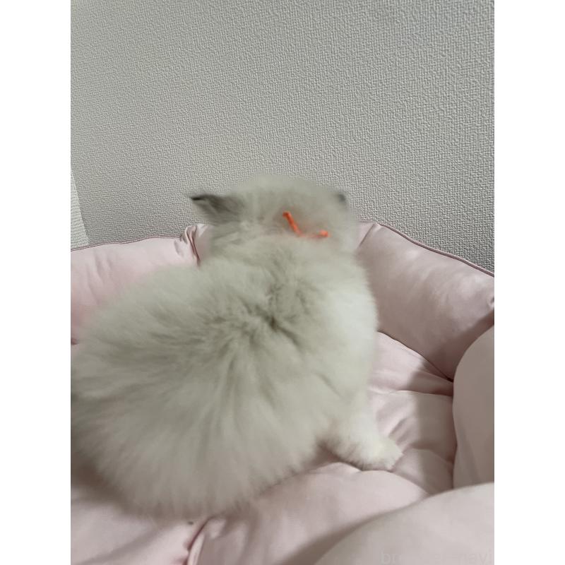 成約済の千葉県のラグドール-131124の4枚目