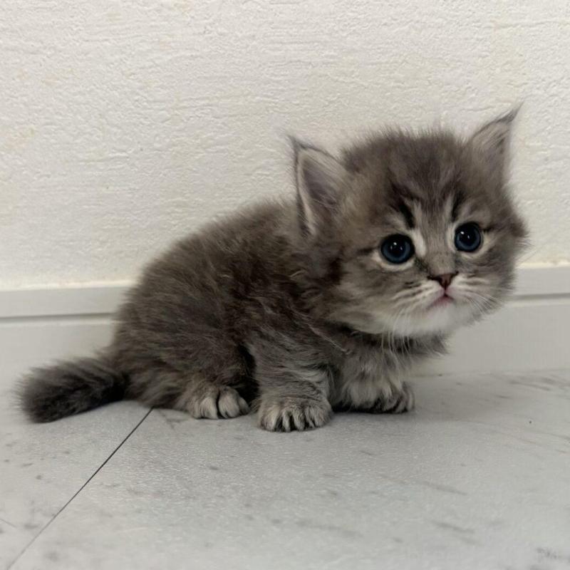 販売中の愛知県のミヌエット(短足)-131250