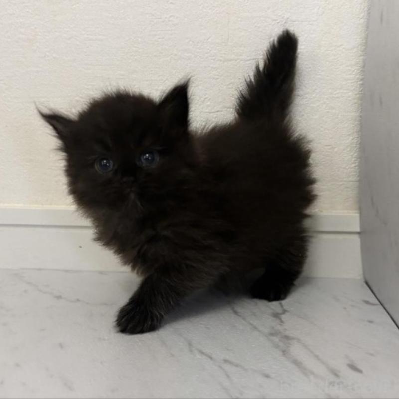 販売中の愛知県のミヌエット-131251