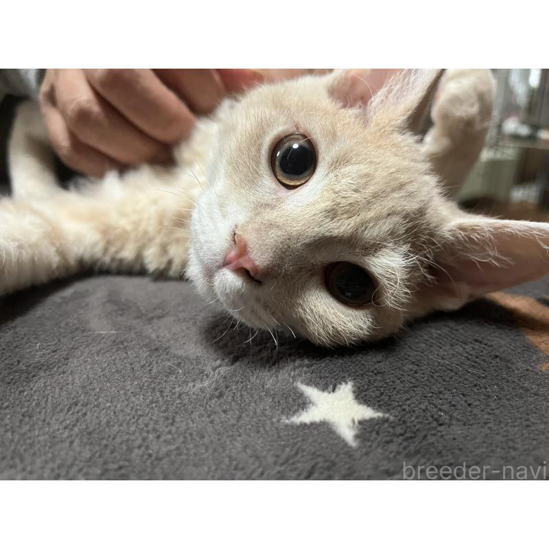 販売中の福岡県のミックス-126954の5枚目