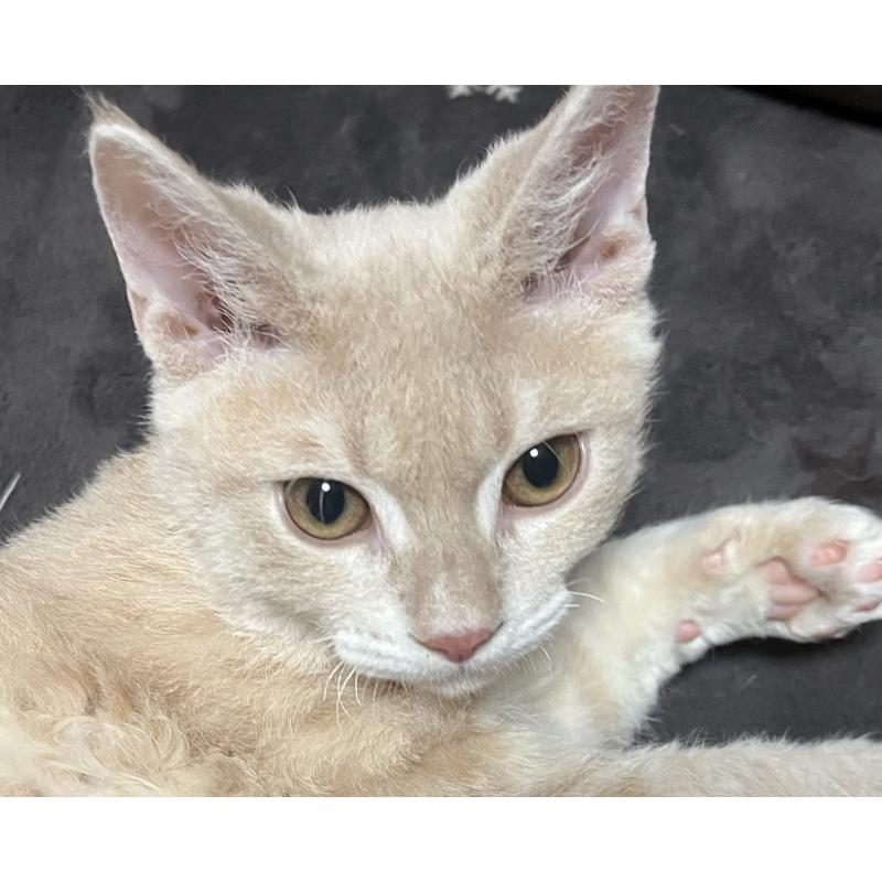 販売中の福岡県のミックス-126954の3枚目