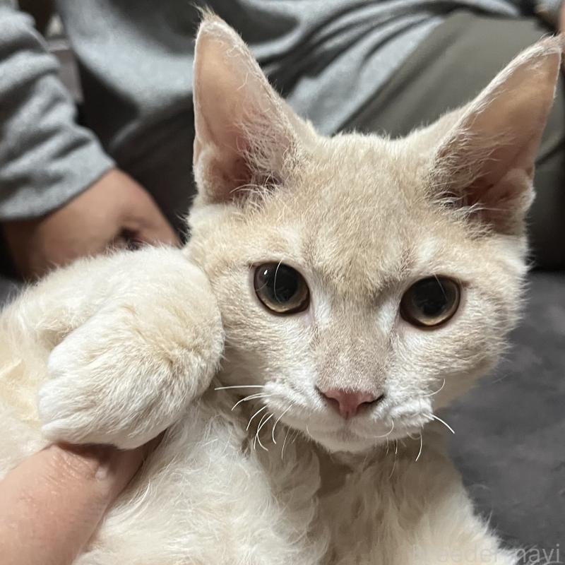 販売中の福岡県のミックス-126954の2枚目