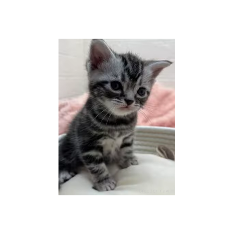 販売中の埼玉県のアメリカンショートヘア-131252の6枚目