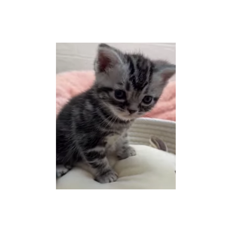 販売中の埼玉県のアメリカンショートヘア-131252の5枚目