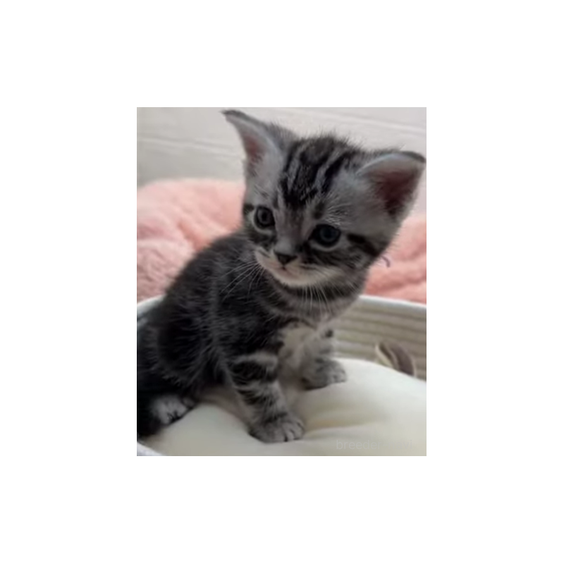 販売中の埼玉県のアメリカンショートヘア-131252の4枚目