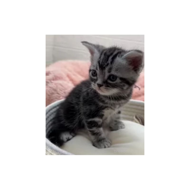 販売中の埼玉県のアメリカンショートヘア-131252の3枚目