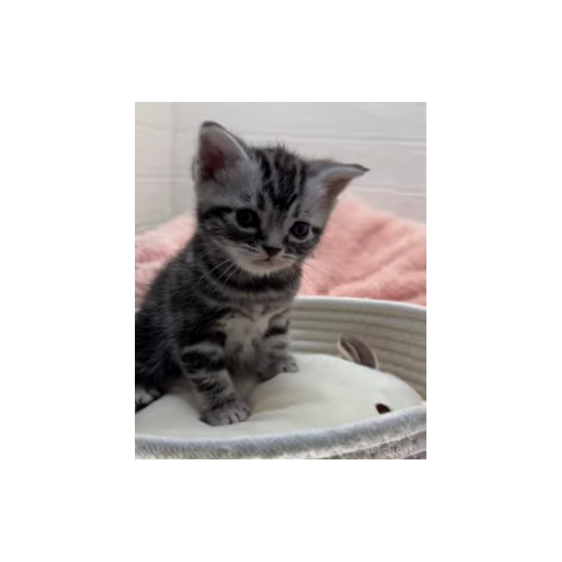 販売中の埼玉県のアメリカンショートヘア-131252の2枚目