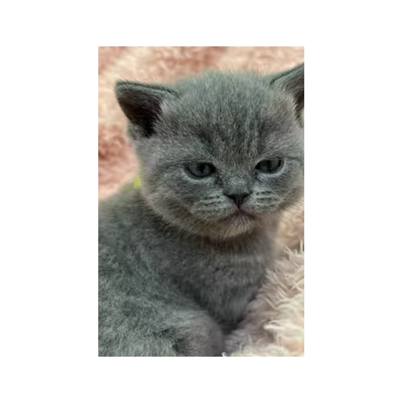 販売中の埼玉県のブリティッシュショートヘア-131253の6枚目