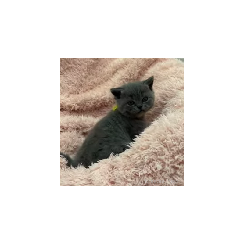 販売中の埼玉県のブリティッシュショートヘア-131253の5枚目