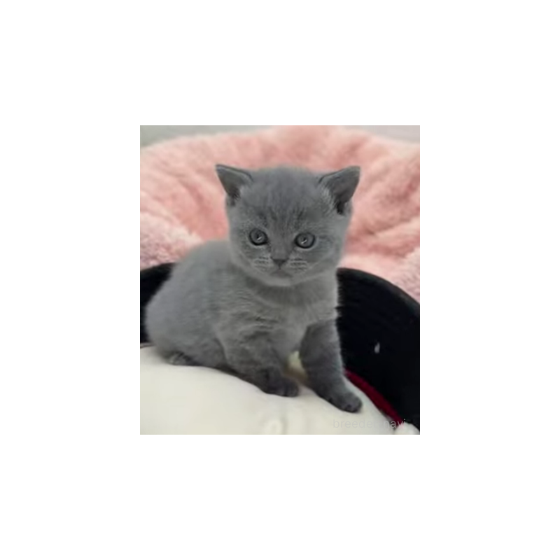 販売中の埼玉県のブリティッシュショートヘア-131253の3枚目