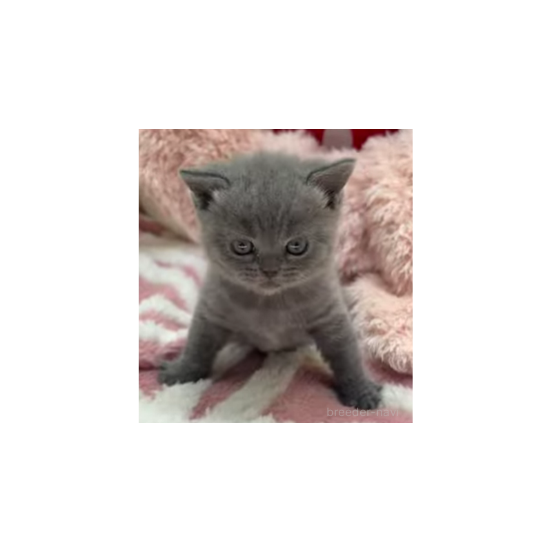 販売中の埼玉県のブリティッシュショートヘア-131253の2枚目