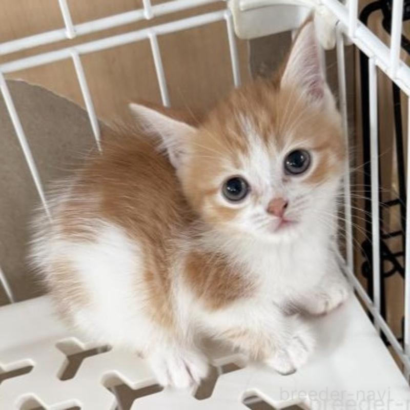 販売中の埼玉県のマンチカン-131254