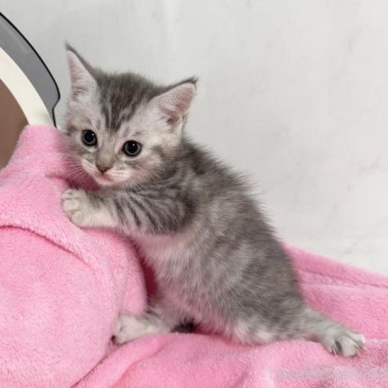 販売中の埼玉県のマンチカン-131255の1枚目