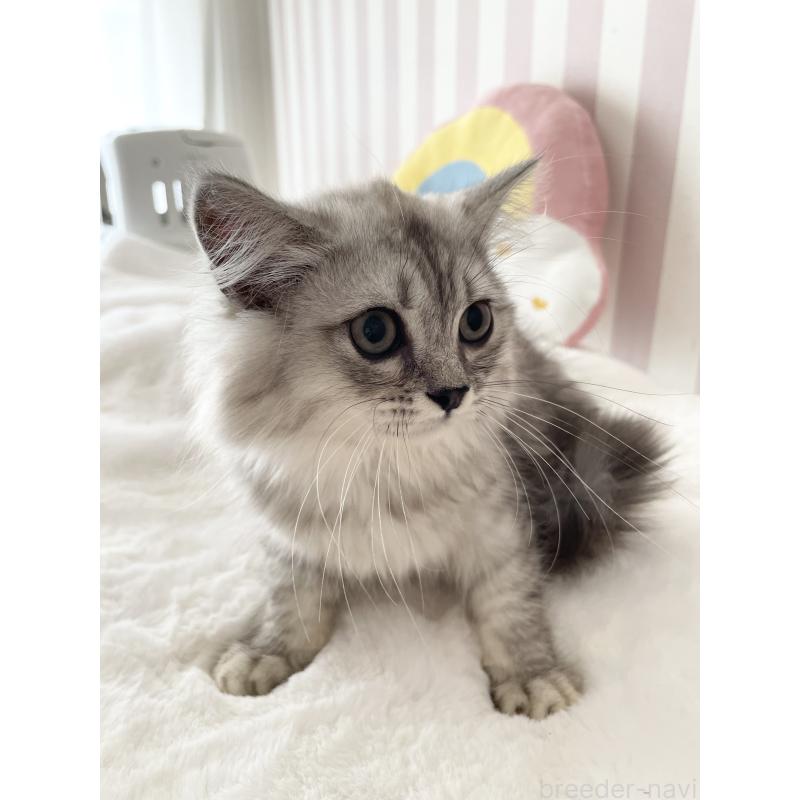 販売中の大阪府のサイベリアン-131257の6枚目