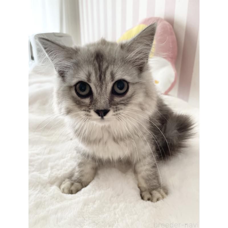 販売中の大阪府のサイベリアン-131257の5枚目