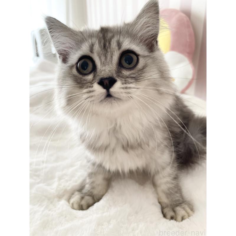 販売中の大阪府のサイベリアン-131257の4枚目