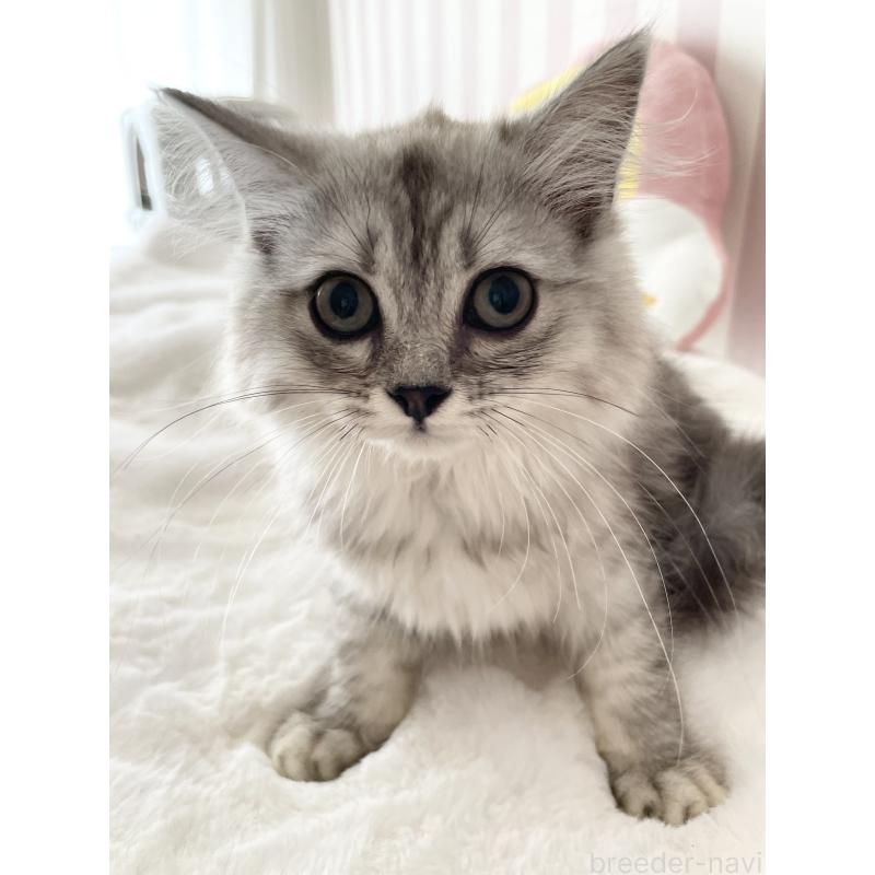 販売中の大阪府のサイベリアン-131257の3枚目