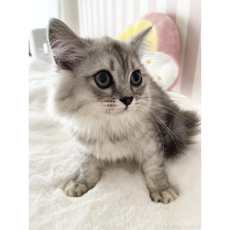 販売中の大阪府のサイベリアン-131257の2枚目