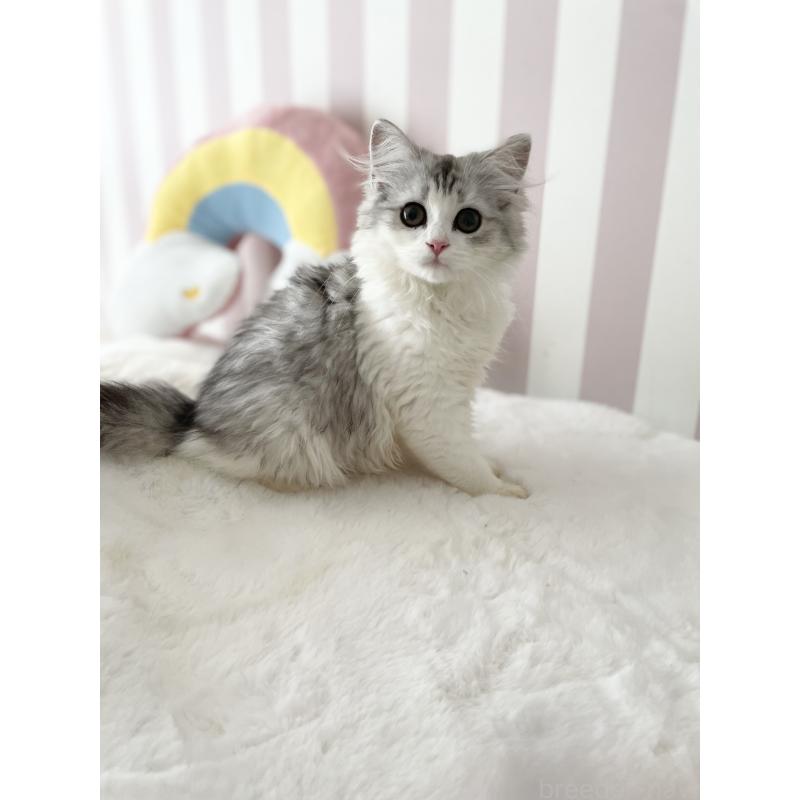 商談中の大阪府のサイベリアン-131258の6枚目