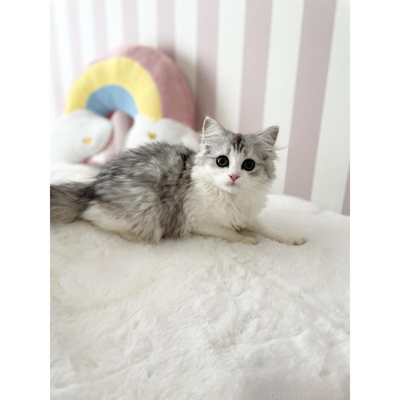 商談中の大阪府のサイベリアン-131258の5枚目