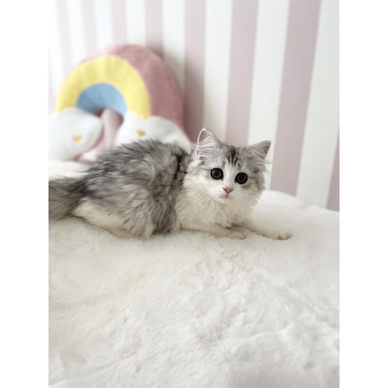 商談中の大阪府のサイベリアン-131258の4枚目