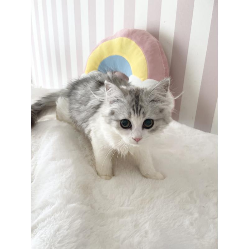 商談中の大阪府のサイベリアン-131258の3枚目