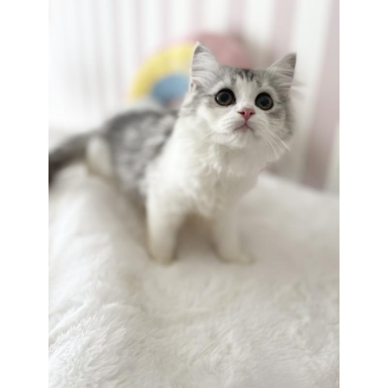 商談中の大阪府のサイベリアン-131258の2枚目