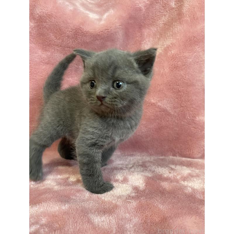 販売中の石川県のブリティッシュショートヘア-131260の4枚目