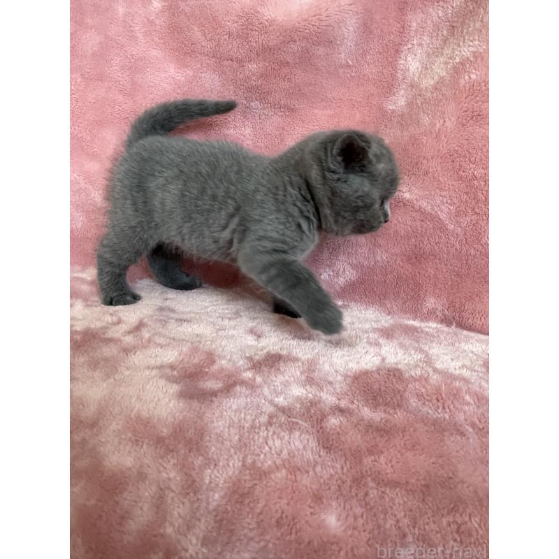 販売中の石川県のブリティッシュショートヘア-131260の3枚目