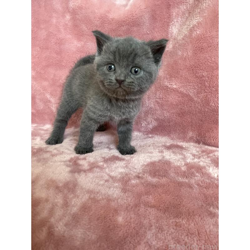 販売中の石川県のブリティッシュショートヘア-131260の2枚目