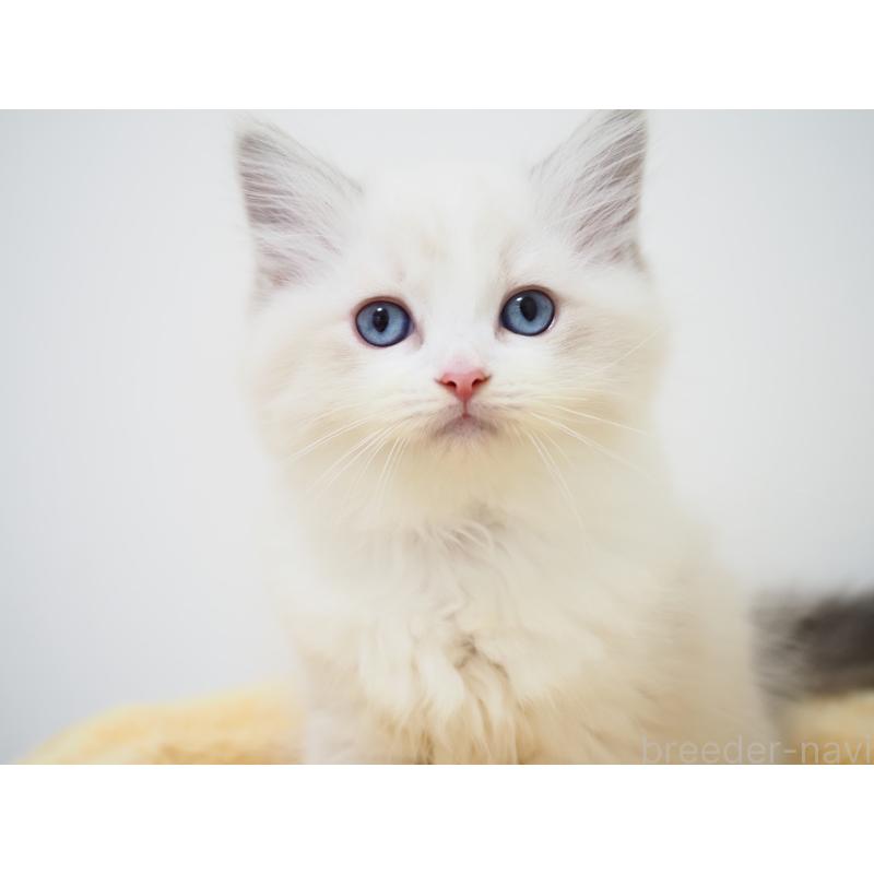 商談中の埼玉県のラグドール-129208の7枚目