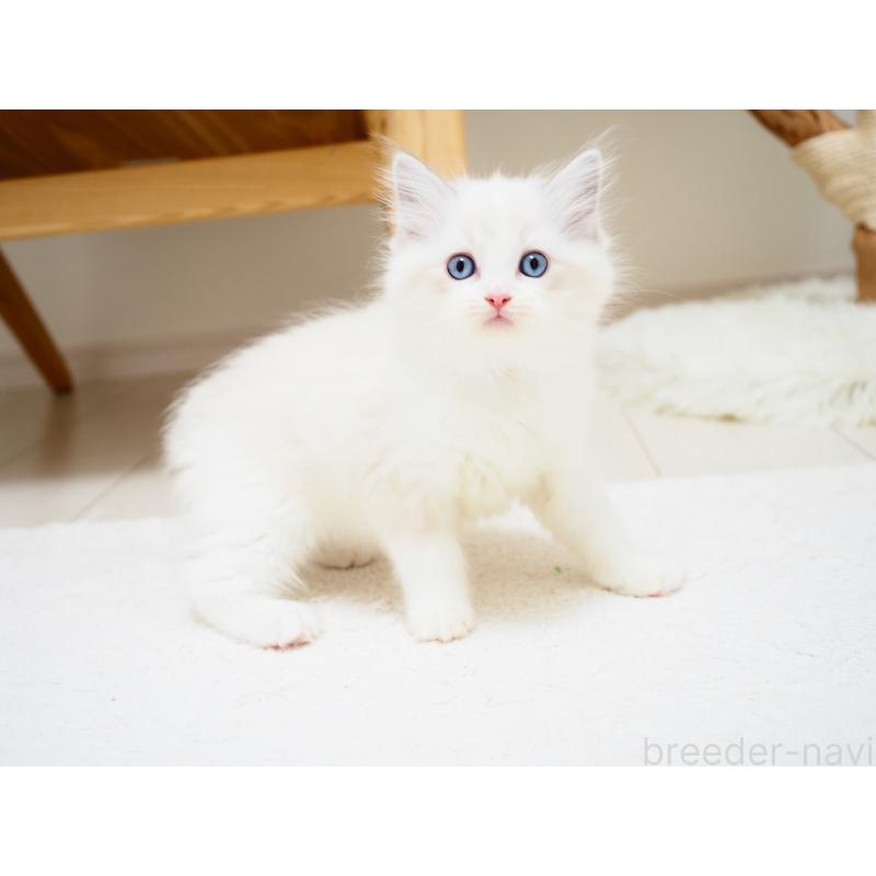 商談中の埼玉県のラグドール-129208の6枚目