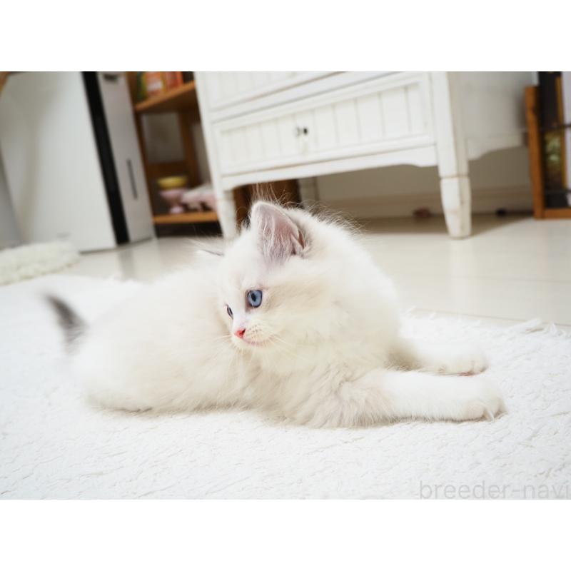 商談中の埼玉県のラグドール-129208の5枚目