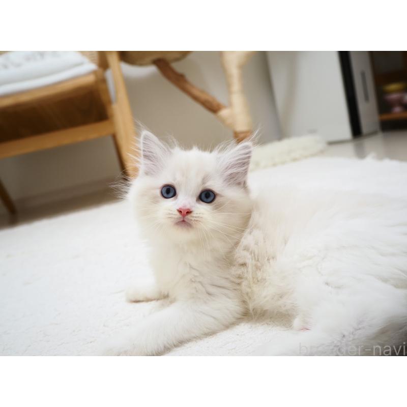 商談中の埼玉県のラグドール-129208の4枚目