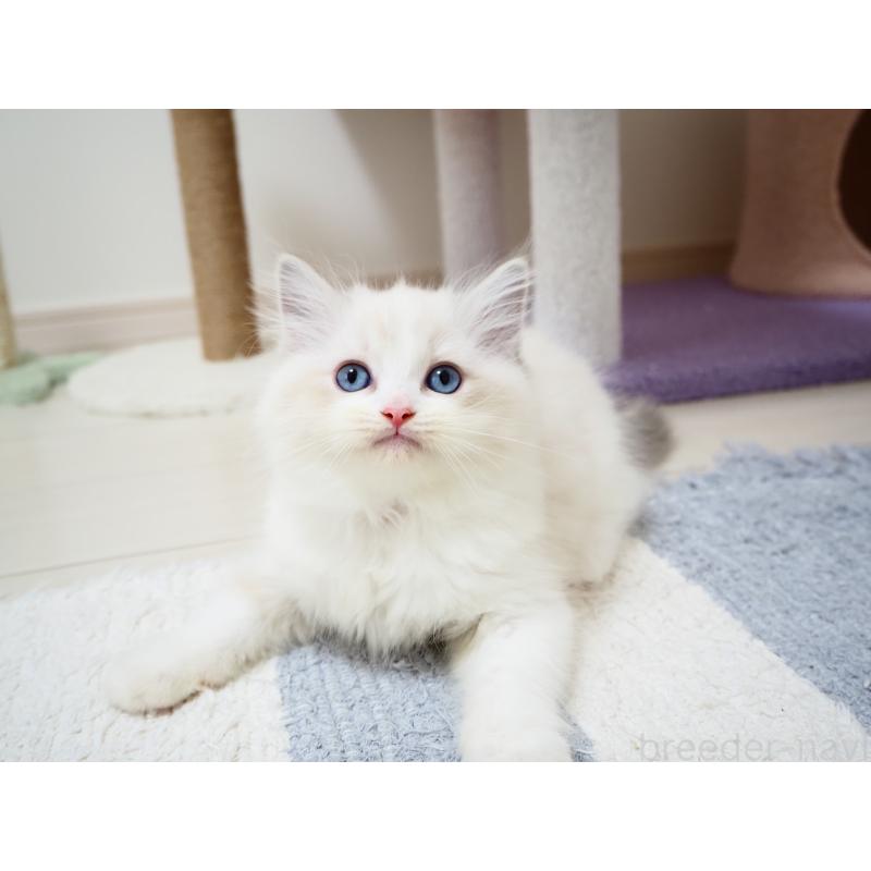 商談中の埼玉県のラグドール-129208の3枚目