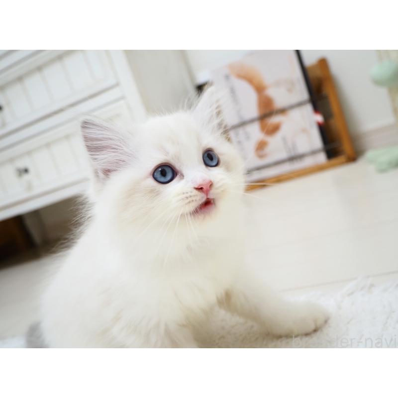 商談中の埼玉県のラグドール-129208の2枚目