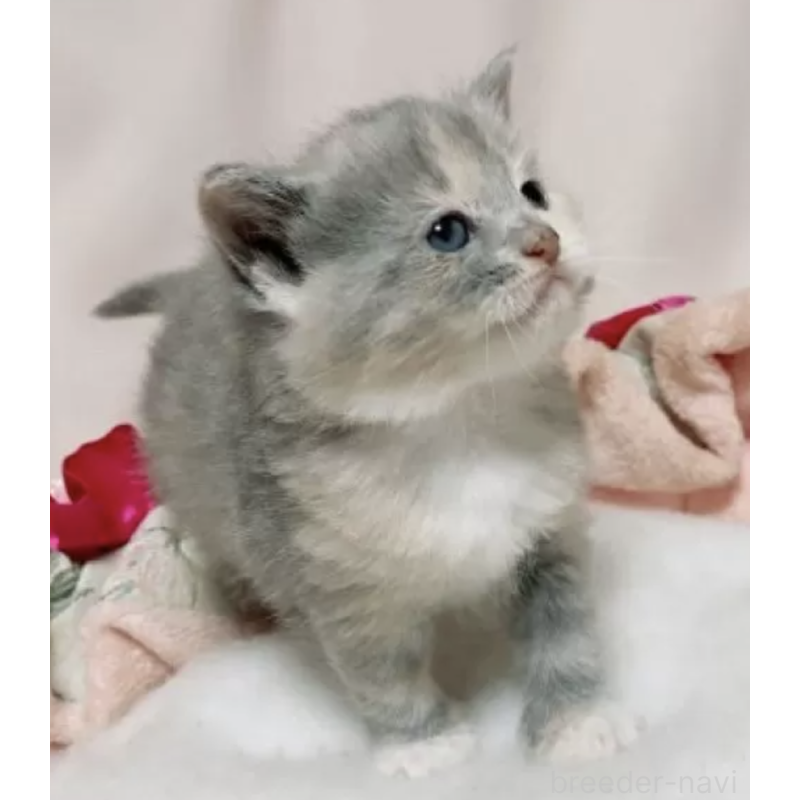 販売中の千葉県のミヌエット-131259の2枚目