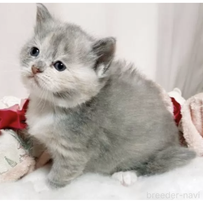 販売中の千葉県のミヌエット-131259の1枚目