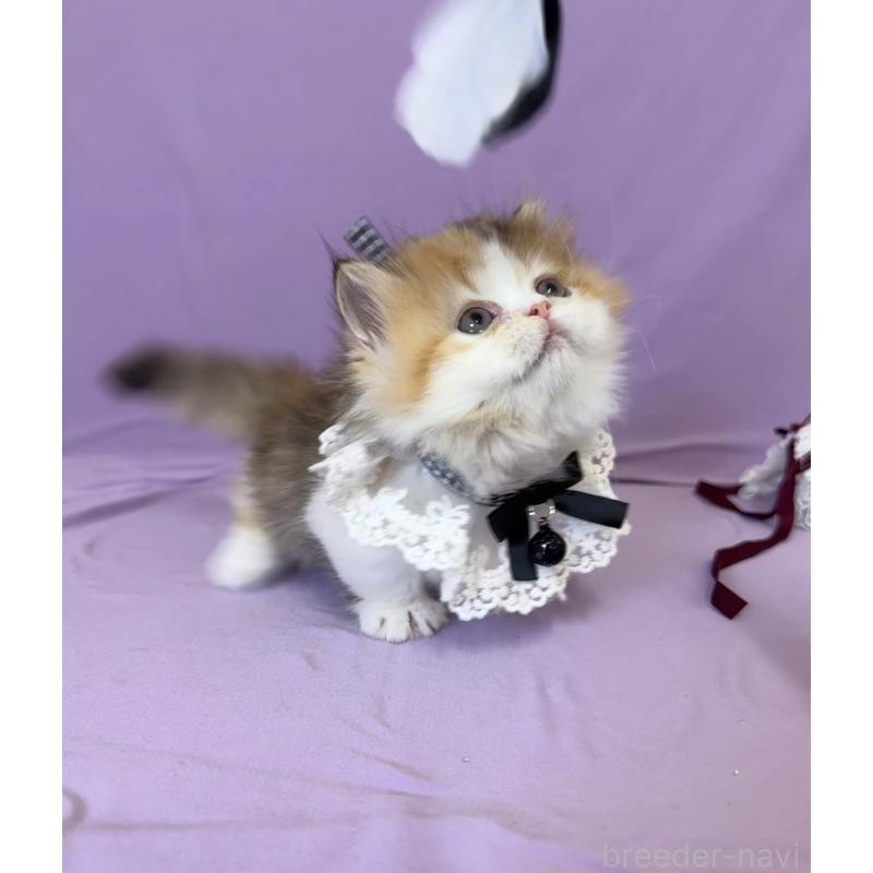 商談中の静岡県のミヌエット(短足)-128647の2枚目