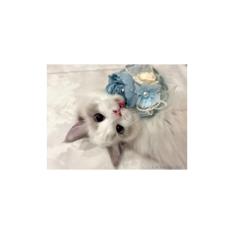 販売中の東京都のラグドール-131261の7枚目