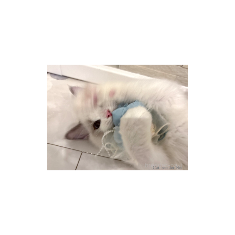 販売中の東京都のラグドール-131261の6枚目