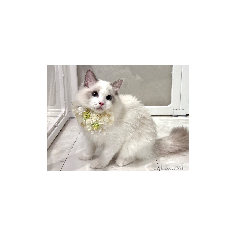 販売中の東京都のラグドール-131261の5枚目