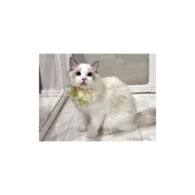 販売中の東京都のラグドール-131261の4枚目